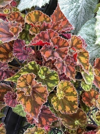 B. ‘Autumn Twist’